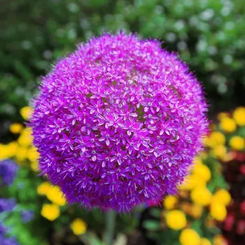 Sazenice Česnek Gladiator - Allium gladiator - cibule okrasného česneku - 1 ks