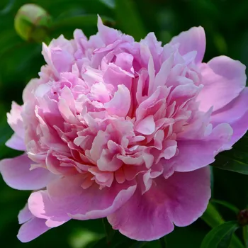 Sazenice Pivoňka Dr. Alex Flamming - Paeonia lactiflora - hlízy pivoněk - 1 ks