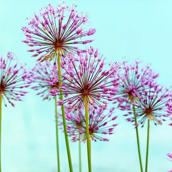 Sazenice Česnek Schubertův - Allium schubertii - cibule česneků - 3 ks