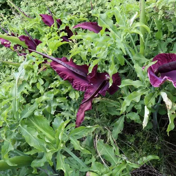 Semeno Ďáblův jazyk - Dracunculus vulgaris - cibule ďáblova jazyku - 1 ks