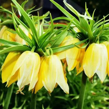 Semeno Řebčík královský Lutea - Fritillaria imperialis - cibule řebčíku - 1 ks