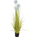 EuroPalms Allium okrasný česnek 120 cm…