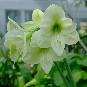 Sazenice Hvězdník Limona - Hippeastrum - cibule hvězdníků - 1 ks