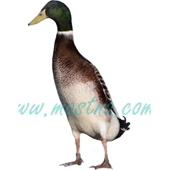 Kachna indický běžec, kačer, samolepka oboustranná, drůbež