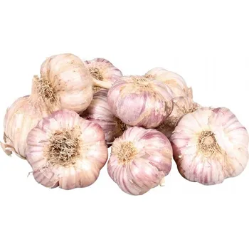 Cibulovina Česnek sadbový Topaz (fialovo-bílý, poloraný, ozimý, paličák) 7 - 14 cibulí