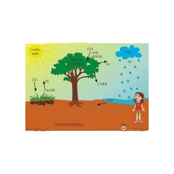 Výuková hračka FOTOSYNTÉZA - Výukové tablo 98961FO
