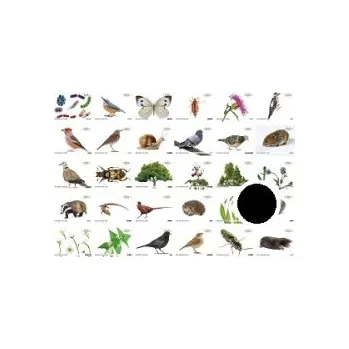 Výuková hračka POD ZEMÍ NAD ZEMÍ / bílé 90 karet fotografií s magnetem 91102