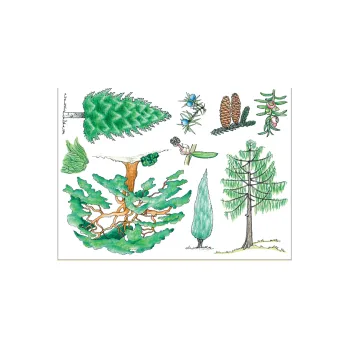 Výuková hračka Jehličnaté stromy 174-33