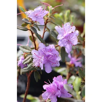 Sazenice Rododendron 'Ramapo' 10-30 cm Ko1l