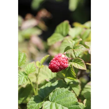 Sazenice Malino-ostružiník 'Tayberry Buckingham' 5-20 cm Ko1l