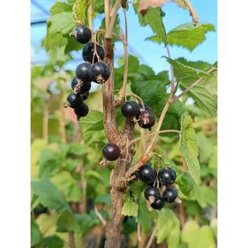 Sazenice Rybíz černý 'Ben Alder' v kont 5L 20-50 cm Ko 5L