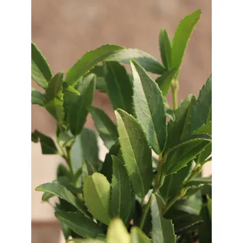 Sazenice Bobkovišeň lékařská 'Sofia' 10-20 cm