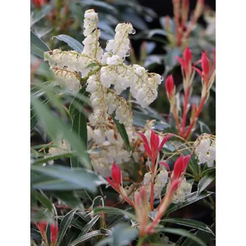 Sazenice Pieris japonský 'Flaming Silver' 20-35 cm 1,3 L