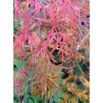 Sazenice Javor dlanitolistý 'Dissectum' 30-50 cm Ko1l