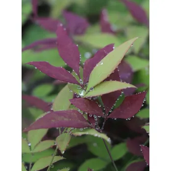 Sazenice Nandina domácí 'Summer Sunset'® 20-40 cm QP