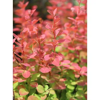 Sazenice Dřišťál Thunbergův ´Orange Sunrise´ 15-30 cm H9