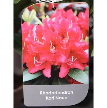 Sazenice Rododendron ´Karl Naue´ 20-50 cm Ko 2 l