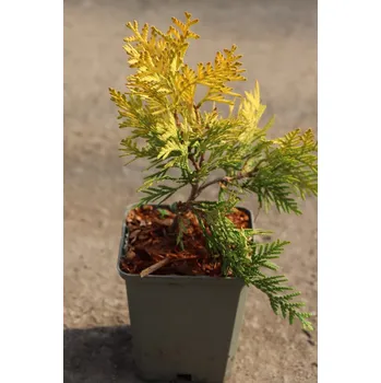 Sazenice Zerav západní 'Europe Gold' 5-15 cm H9