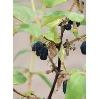 Sazenice Zimolez kamčatský 'Wojtek' 20-50 cm H9