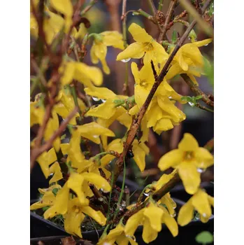 Sazenice Zlatice prostřední 'Minigold' 15-30 cm H9