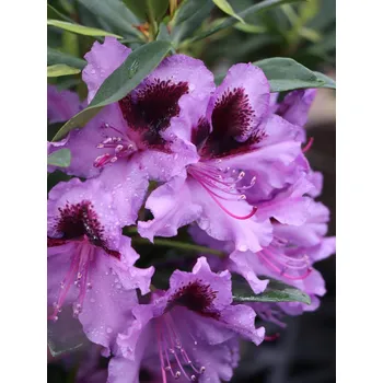 Sazenice Rododendron ´Graal Müritz´ 20-50 cm Ko 2 l