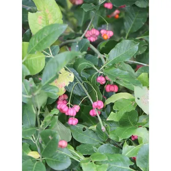 Sazenice Brslen evropský 20-40 cm QP60