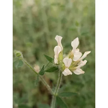 Sazenice Bílojetel chlupatý 20-40 cm H9