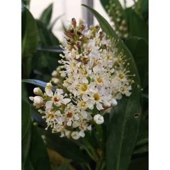 Sazenice Bobkovišeň lékařská 'Otto Luyken' 10-20 cm QP