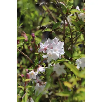 Sazenice Trojpuk růžový 'Carminea' 10-30 cm QP12