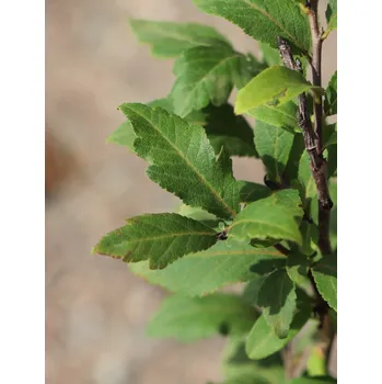 Sazenice Mišpule obecná 20-50 cm Ko 2 l