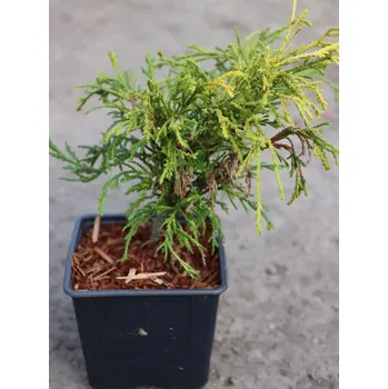 Sazenice Cypřišek hrachonosný 'Filifera Aurea Nana' 15-30 cm H9