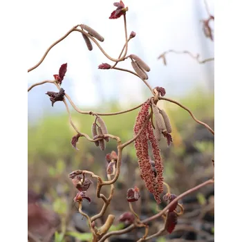 Sazenice Líska obecná ´Red Majestic´® 20-30 cm H9