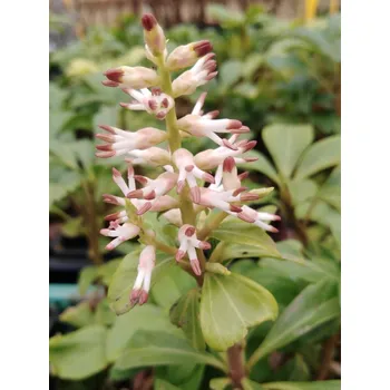 Sazenice Tlustonitník klasnatý 10-30 cm H9