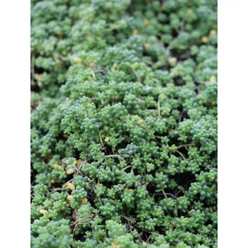 Sazenice Rozchodník 'Chloroticum' H9