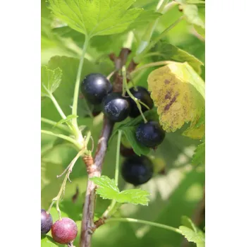 Sazenice Rybíz černý 'Titania' 10-30 cm QP12