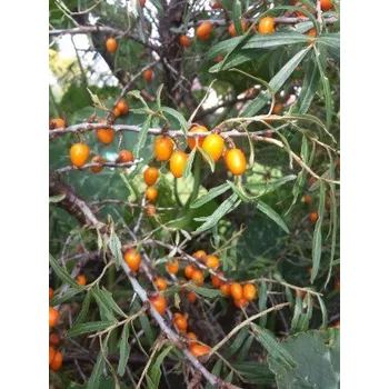 Sazenice Rakytník řešetlákový 'Krasavice' 51-80 cm H9