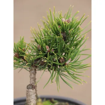 Sazenice Borovice kleč 'Gnom' 15-30 cm Ko 1,5l