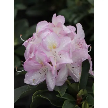 Sazenice Rododendron ´Gomer Waterer´ 20-50 cm Ko 2 l