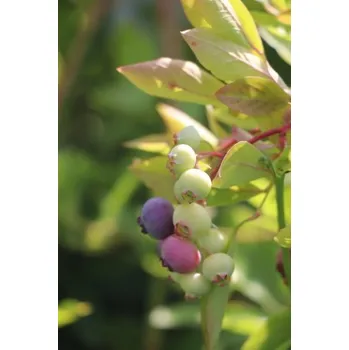 Sazenice Kanadská borůvka 'Goldtraube' 15-40 cm H9