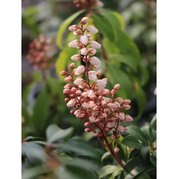Sazenice Pieris japonský 'Bonfire' 20-40 cm Ko1l