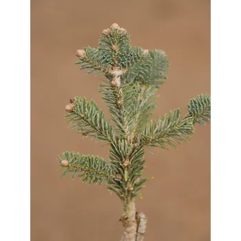 Sazenice Jedle plstnatoplodá 'Green Globe' 15-30 cm Ko 1,5l