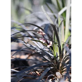 Sazenice Sedoulek plochostvolý 'Black Dragon' 5-20 cm QP