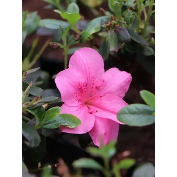 Sazenice Azalka japonská 'Rokoko´ 10-30 cm Ko1l
