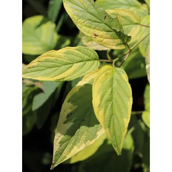 Sazenice Svída výběžkatá 'Hedgerows Gold' 20-50 cm QP12