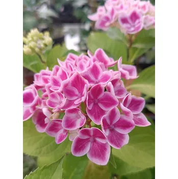 Sazenice Hortenzie velkolistá 'Camilla' 20-50 cm Ko 1,5l