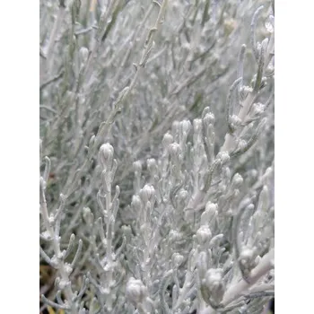 Sazenice Smil italský - kari koření H9