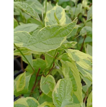 Sazenice Svída bílá 'Spaethii' 20-50 cm QP12