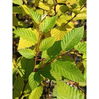 Sazenice Habrovec habrolistý 30-50 cm H9