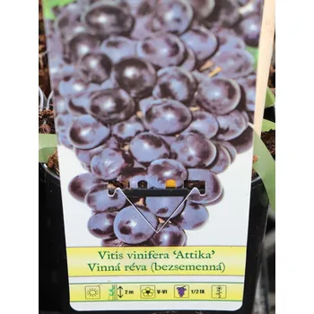Sazenice Vinná réva 'Attika' 50-70 cm Ko 2 l