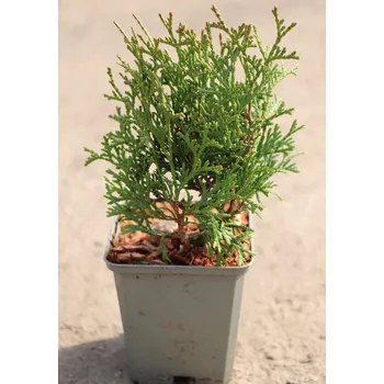 Sazenice Zerav západní 'Tiny Tim' 5-20 cm H9